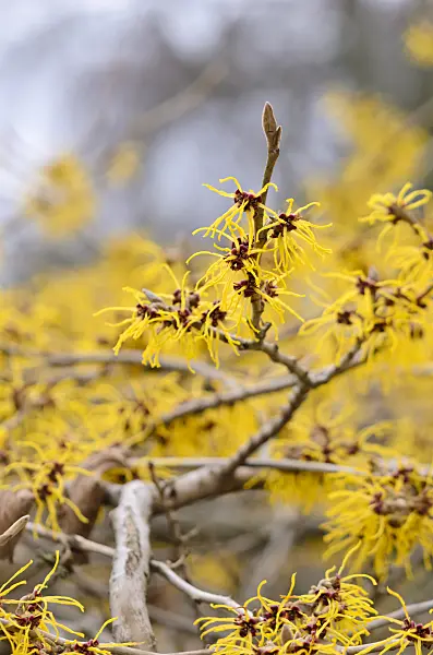 529149 - Chinese witch hazel (Hamamelis mollis)
