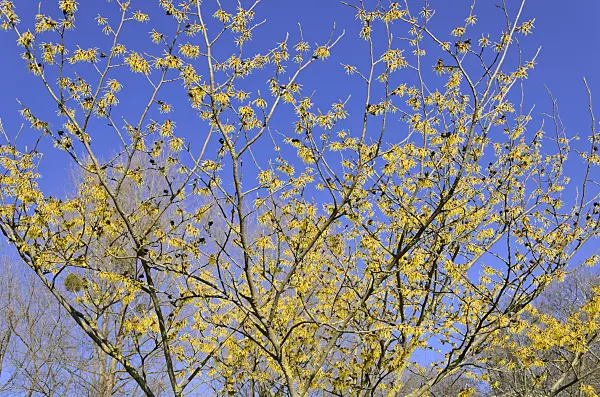 529234 - Chinese witch hazel (Hamamelis mollis)