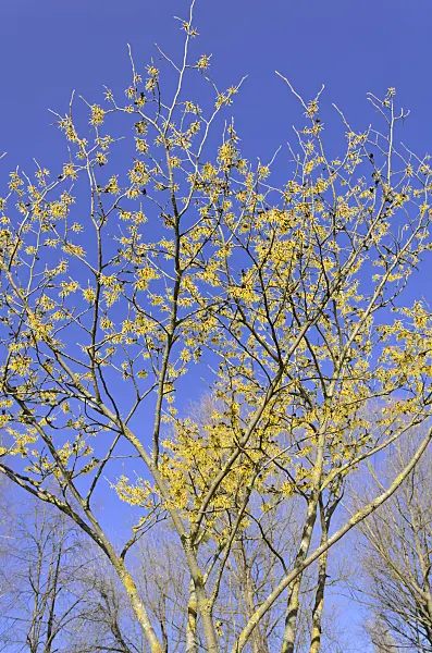 529235 - Chinese witch hazel (Hamamelis mollis)