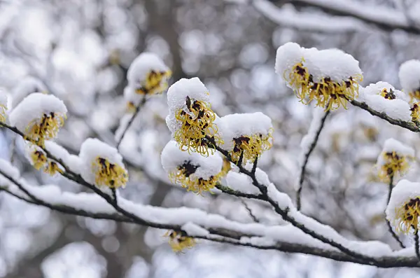 540006 - Chinese witch hazel (Hamamelis mollis)