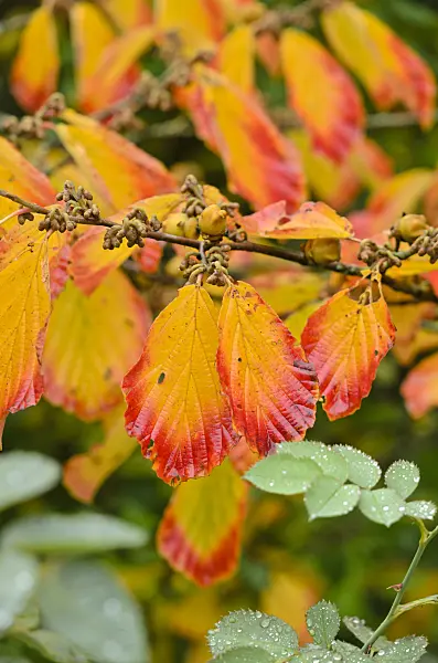 549106 - Chinese witch hazel (Hamamelis mollis)