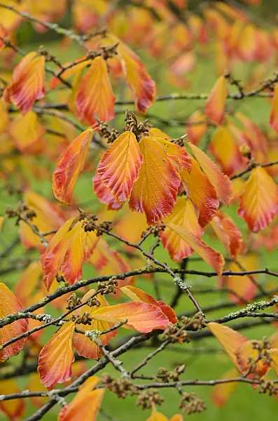 549107 - Chinese witch hazel (Hamamelis mollis)