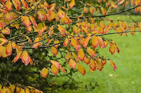 549108 - Chinese witch hazel (Hamamelis mollis)