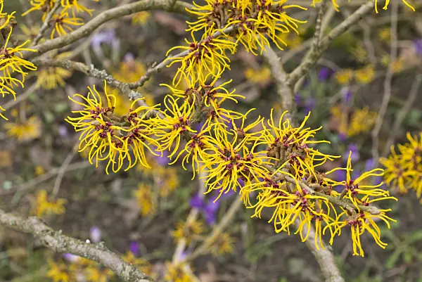 554066 - Chinese witch hazel (Hamamelis mollis)