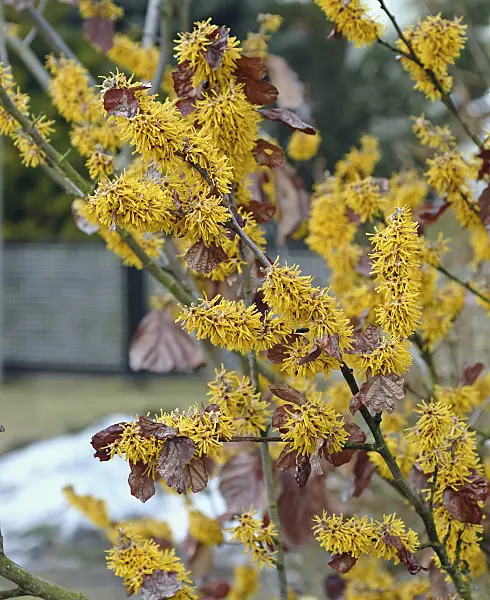471392 - Chinese witch hazel (Hamamelis mollis 'Brevipetala')