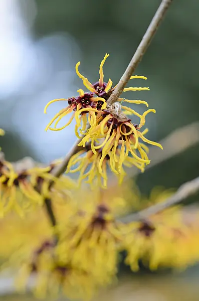 529098 - Chinese witch hazel (Hamamelis mollis 'Brevipetala')