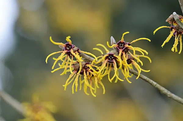 529099 - Chinese witch hazel (Hamamelis mollis 'Brevipetala')
