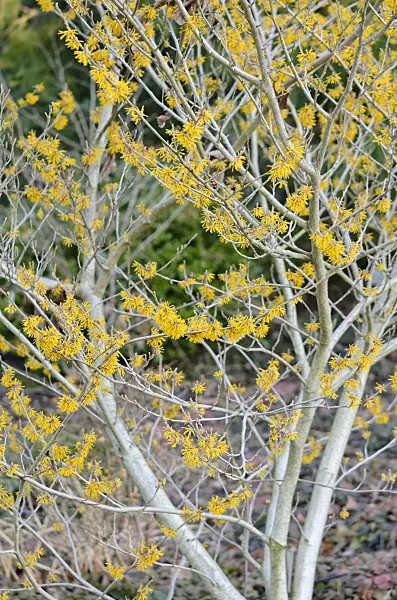529100 - Chinese witch hazel (Hamamelis mollis 'Brevipetala')
