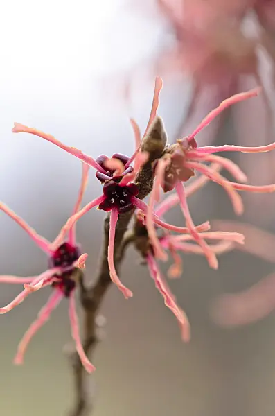 529144 - Chinese witch hazel (Hamamelis mollis 'Feuerzauber')