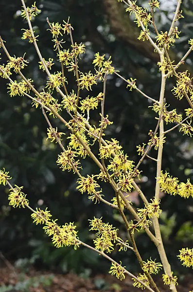 553049 - Chinese witch hazel (Hamamelis mollis 'Imperialis')
