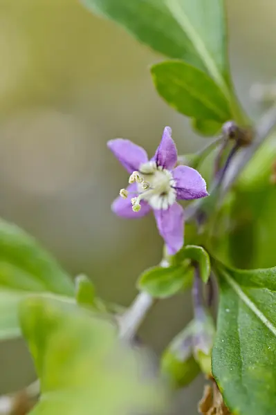 476033 - Chinese wolfberry (Lycium chinense)