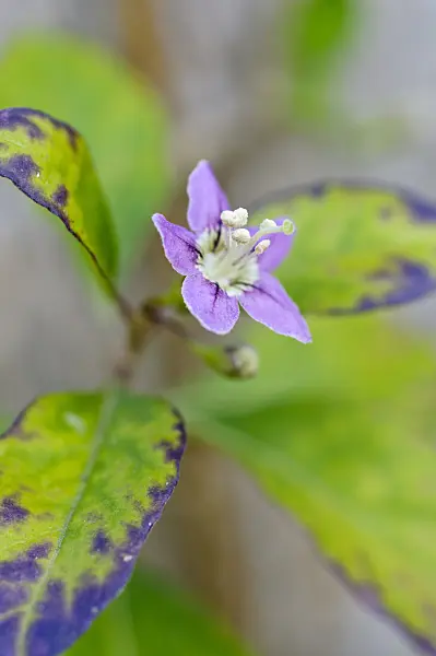 476034 - Chinese wolfberry (Lycium chinense)