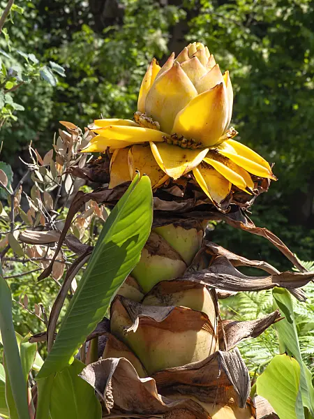 437259 - Chinese yellow banana (Musella lasiocarpa)