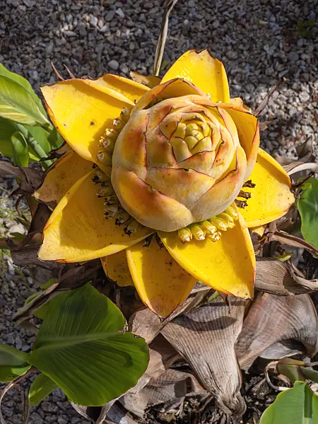 437344 - Chinese yellow banana (Musella lasiocarpa)