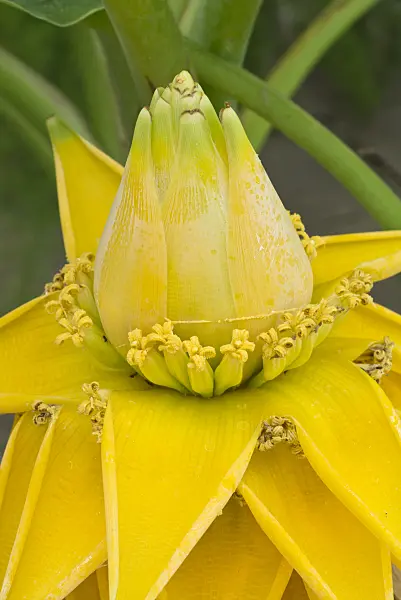 595020 - Chinese yellow banana (Musella lasiocarpa)
