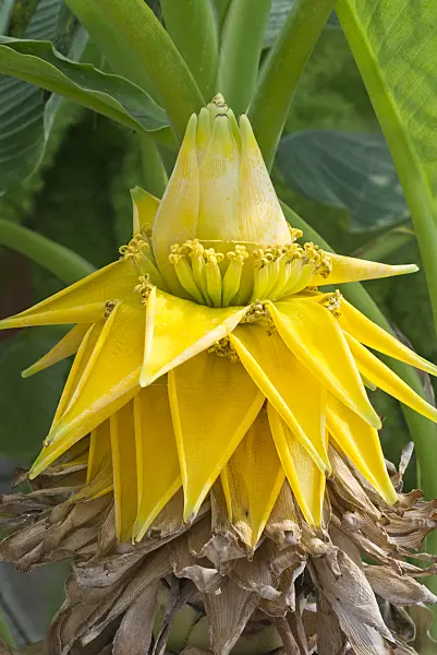 595021 - Chinese yellow banana (Musella lasiocarpa)