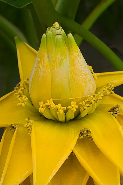 672001 - Chinese yellow banana (Musella lasiocarpa)