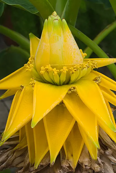 672002 - Chinese yellow banana (Musella lasiocarpa)
