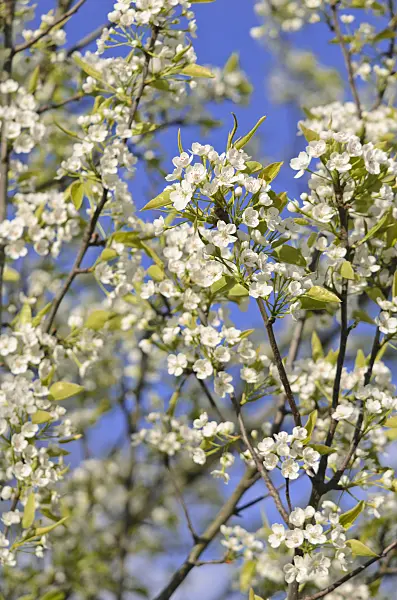 543037 - Chinesische Birne (Pyrus calleryana)