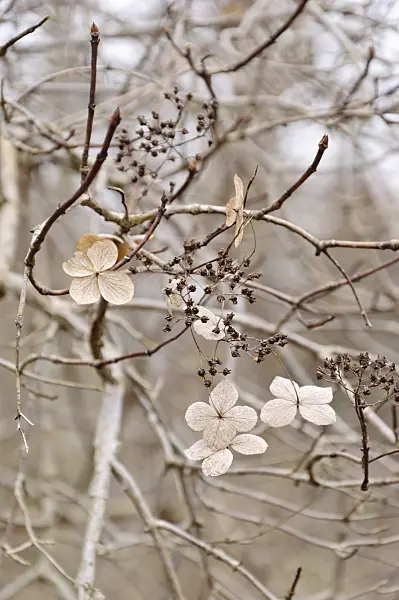 467028 - Chinesische Hortensie (Hydrangea heteromalla)