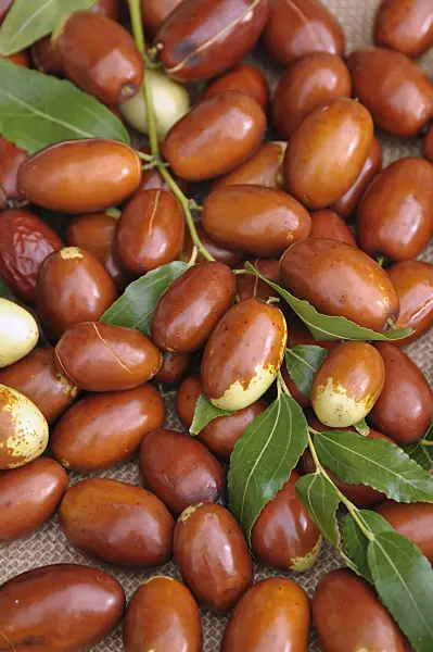 517407 - Chinesische Jujube (Ziziphus jujuba 'Meimizao')