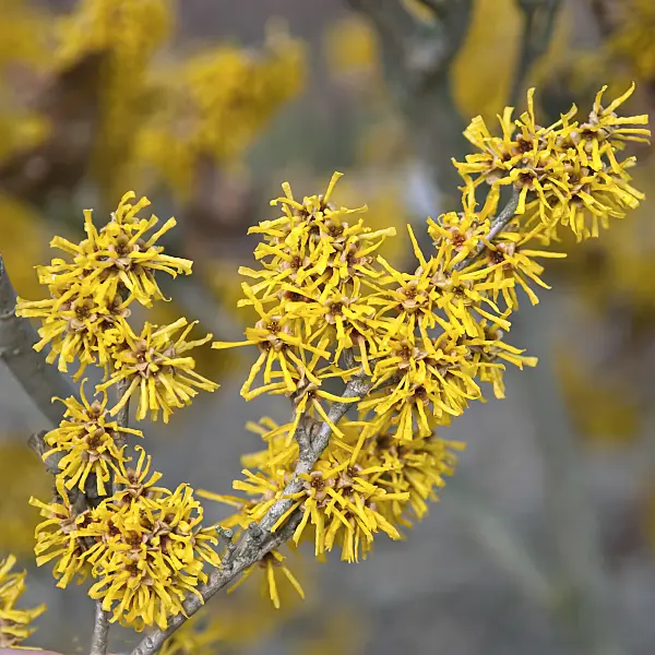 502212 - Chinesische Zaubernuss (Hamamelis mollis 'Brevipetala')