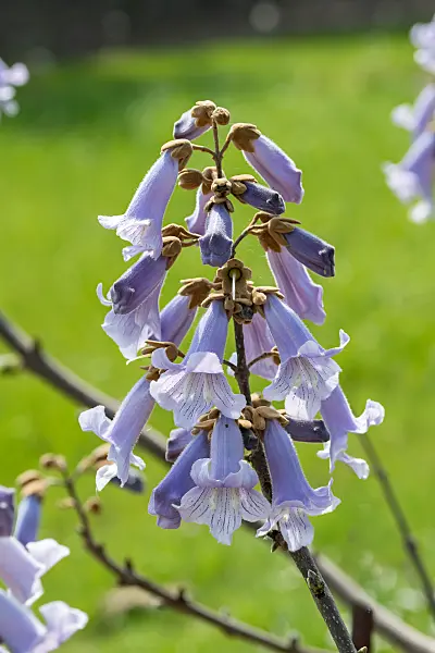 664286 - Chinesischer Blauglockenbaum (Paulownia tomentosa)