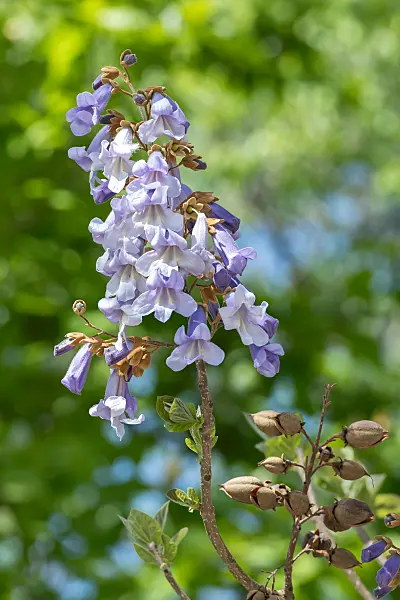 664287 - Chinesischer Blauglockenbaum (Paulownia tomentosa)