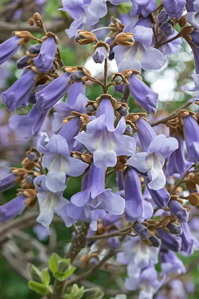 675266 - Chinesischer Blauglockenbaum (Paulownia tomentosa)