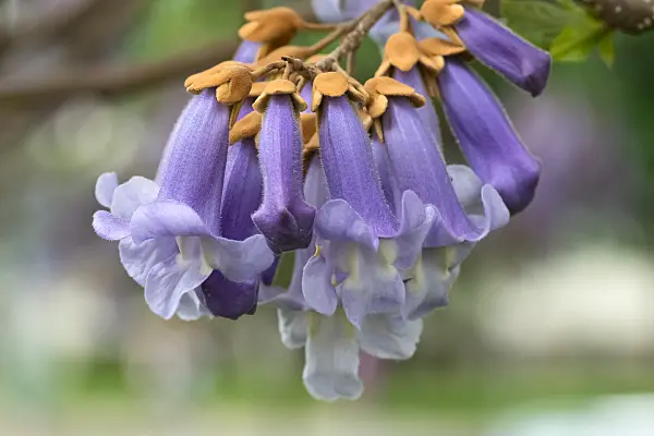 675268 - Chinesischer Blauglockenbaum (Paulownia tomentosa)