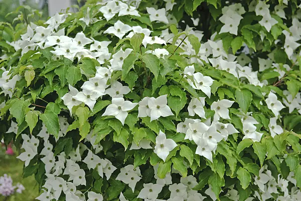 502164 - Chinesischer Blütenhartriegel (Cornus kousa var. chinensis)