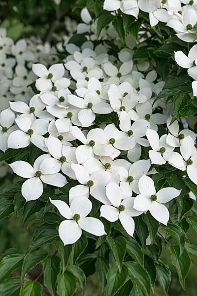 664099 - Chinesischer Blütenhartriegel (Cornus kousa var. chinensis)
