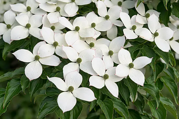 664100 - Chinesischer Blütenhartriegel (Cornus kousa var. chinensis)