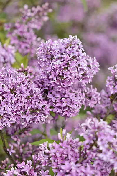 531197 - Chinesischer Flieder (Syringa x chinensis 'Saugeana')