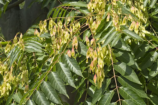 511149 - Chinesischer Götterbaum (Ailanthus altissima)