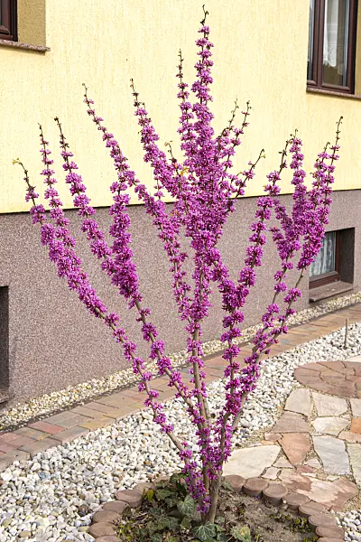616184 - Chinesischer Judasbaum (Cercis chinensis 'Avondale')