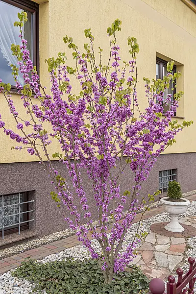 625151 - Chinesischer Judasbaum (Cercis chinensis 'Avondale')