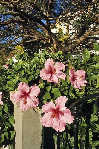 397094 - Chinesischer Roseneibisch (Hibiscus rosa-sinensis)