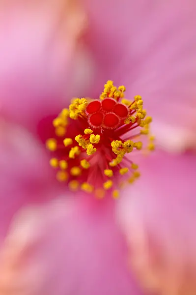 488023 - Chinesischer Roseneibisch (Hibiscus rosa-sinensis)