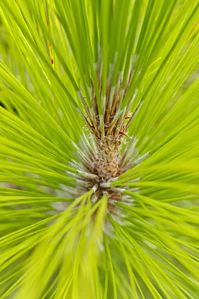 476164 - Chir pine (Pinus roxburghii)