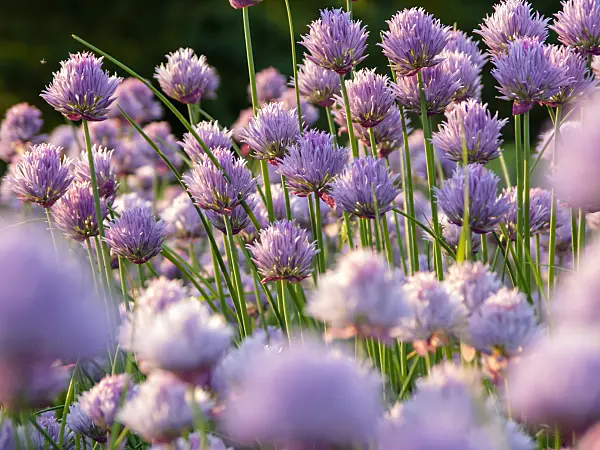 425110 - Chives (Allium schoenoprasum)