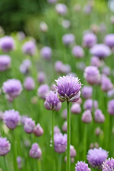 484265 - Chives (Allium schoenoprasum)