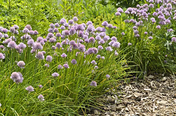 496393 - Chives (Allium schoenoprasum)