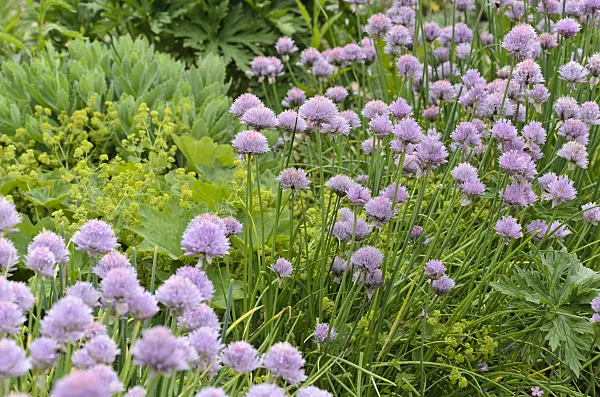 496394 - Chives (Allium schoenoprasum)