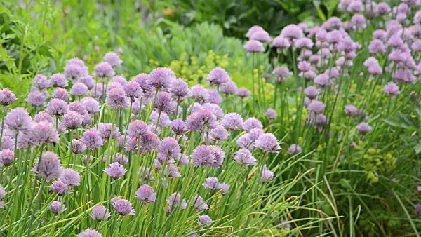 496416 - Chives (Allium schoenoprasum)