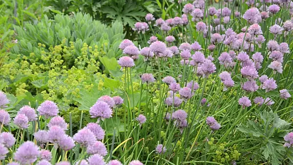 496418 - Chives (Allium schoenoprasum)