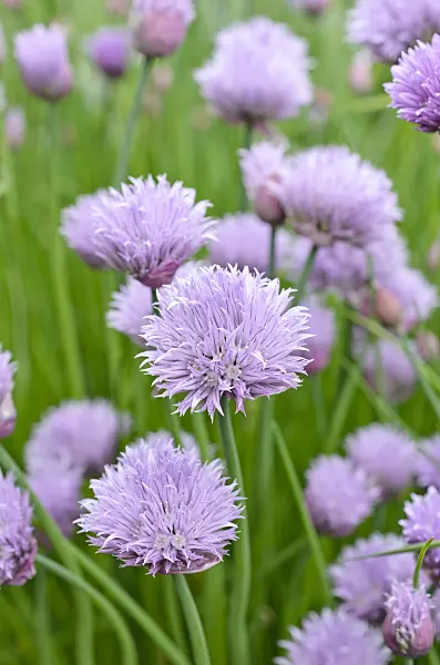 508114 - Chives (Allium schoenoprasum)