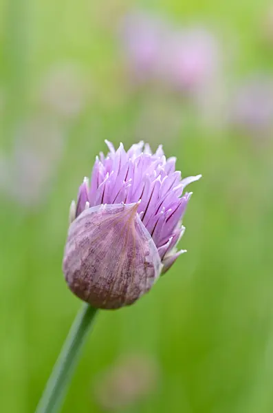 508115 - Chives (Allium schoenoprasum)