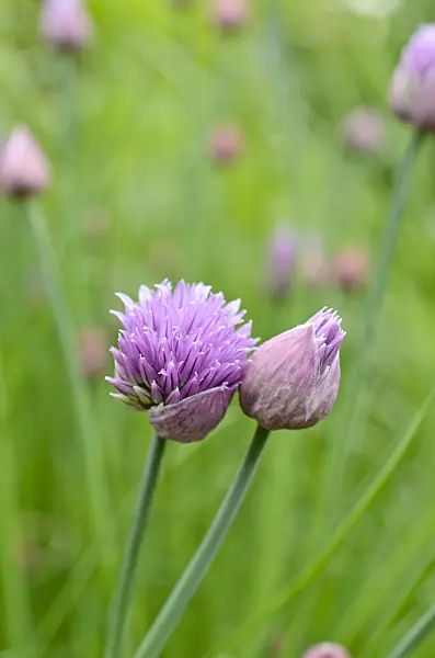 508116 - Chives (Allium schoenoprasum)