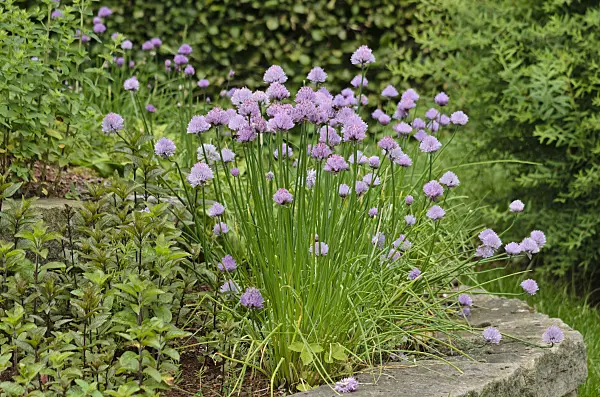 533613 - Chives (Allium schoenoprasum)